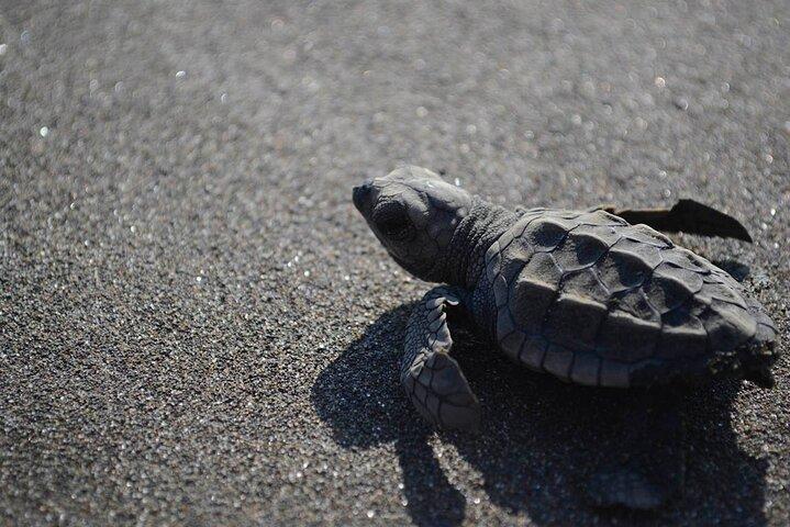 Passeio de nidificação de tartarugas