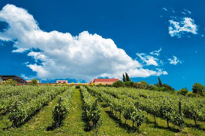 Excursion privée d'une journée à Ancient Nemea au départ d'Athènes avec dégustation de vin