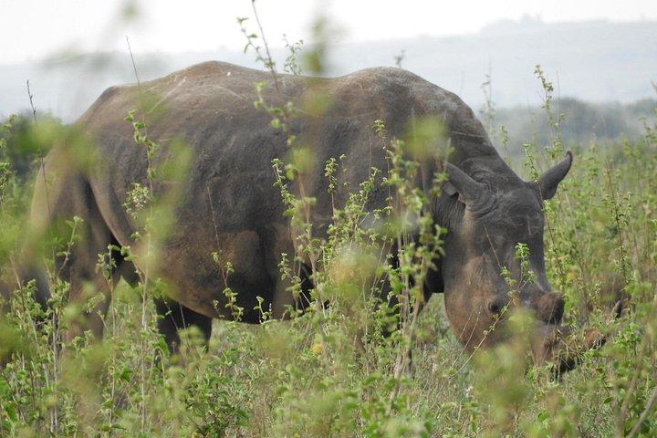 Aventura privada: Nairobi park, Centro de elefantes y jirafas