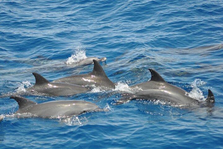 Tour des dauphins bananes depuis Soma/Sahl/makadi/Safaga
