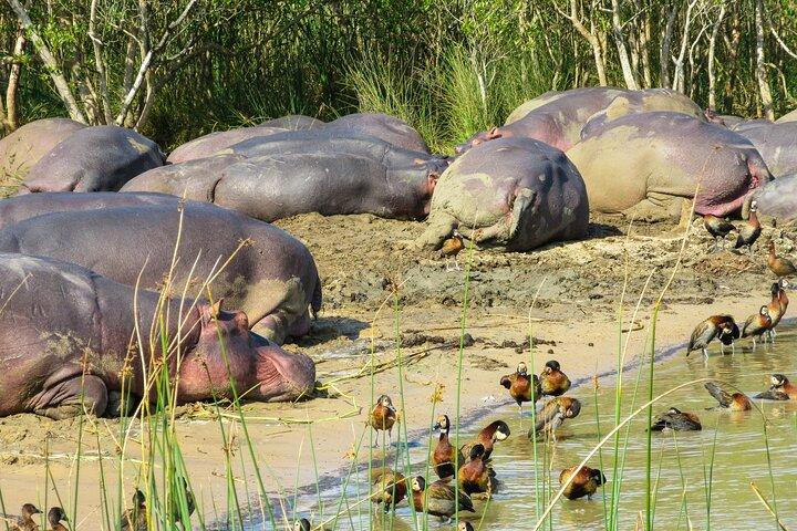 Nilpferd- und Krokodil-Bootsfahrt in St. Lucia mit Sammlung