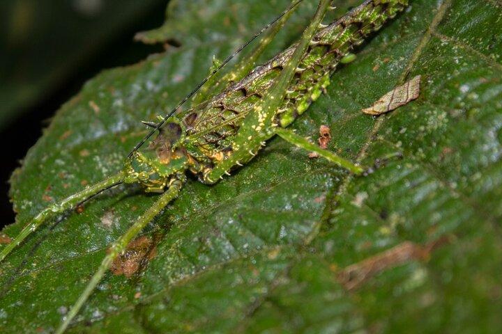 モーニングアレナル火山ハイキング＆バルディ温泉