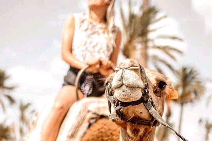 Tour guiado de día completo a Marrakech desde Casablanca con paseo en camello