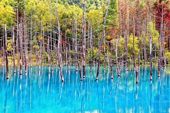 北海道の花見・旭山動物園・青い池「青い池」!