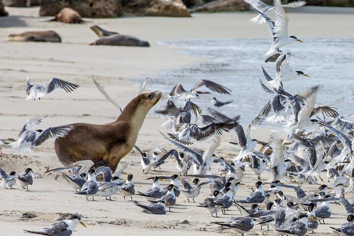 Esperienza di un'intera giornata a Kangaroo Island con partenza da Kangaroo Island