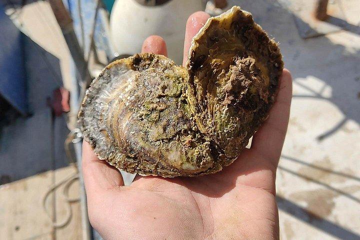 ボートに乗って完璧なプライベートオイスターとワインの試飲