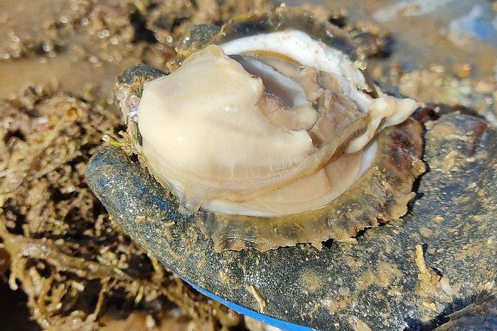 ボートに乗って完璧なプライベートオイスターとワインの試飲