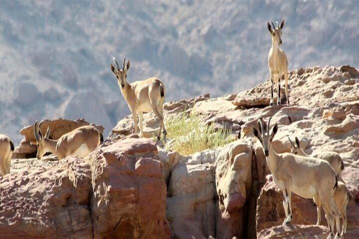 Experiencia de senderismo en Wadi Mujib Ibex Trail con Amman Tour y Panorama Dead Sea