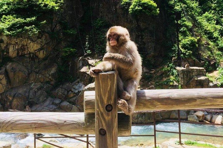 長野の春：1日桜＆スノーモンキーガイドツアー