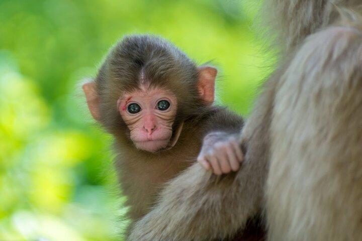 Nagano Spring : 1 - Dag Cherry Blossoms & Snow Monkeys guidet tur