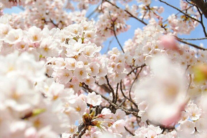 Nagano Spring : 1 - Dag Cherry Blossoms & Snow Monkeys guidet tur