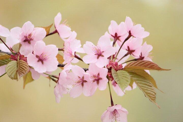 Nagano Spring : 1 - Dag Cherry Blossoms & Snow Monkeys guidet tur