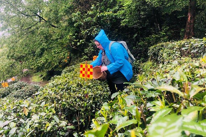 成都を体験してください：Mengdingshan茶畑のプライベート茶作り日帰りツアー