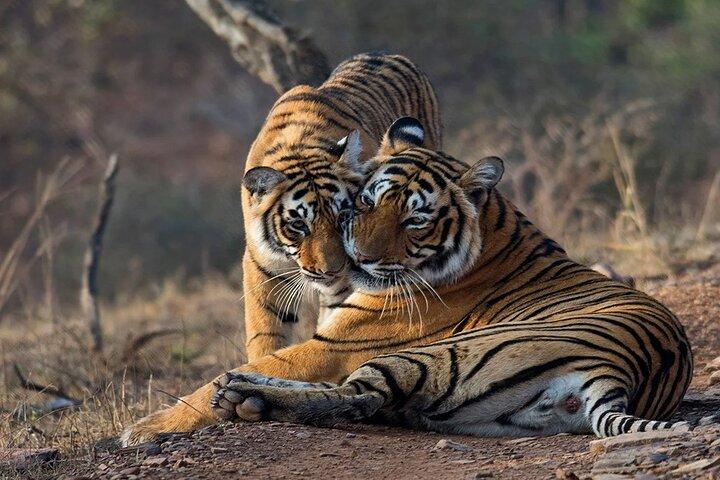 Ranthambore Wildlife Safari Tagesausflug von Jaipur