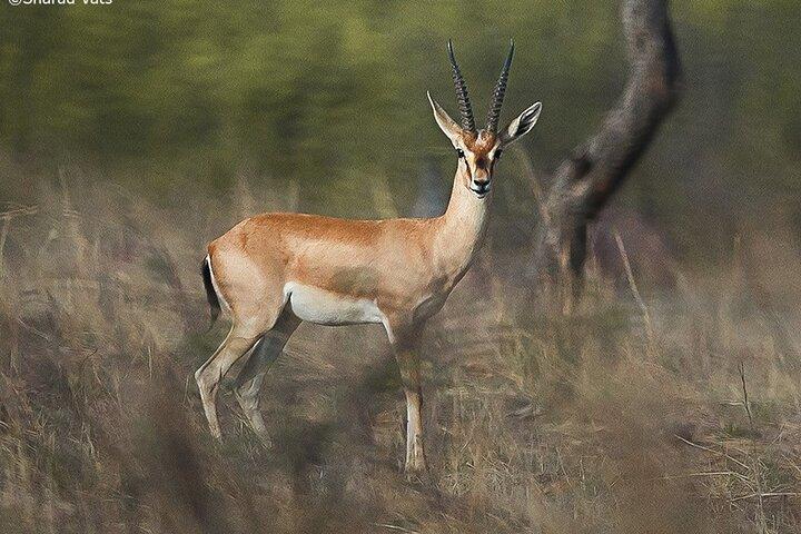 Ranthambore Wildlife Safari Tagesausflug von Jaipur