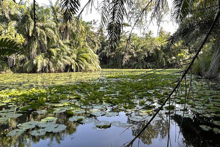 Privéwandelen in het Masingini-bos vanuit Stone Town