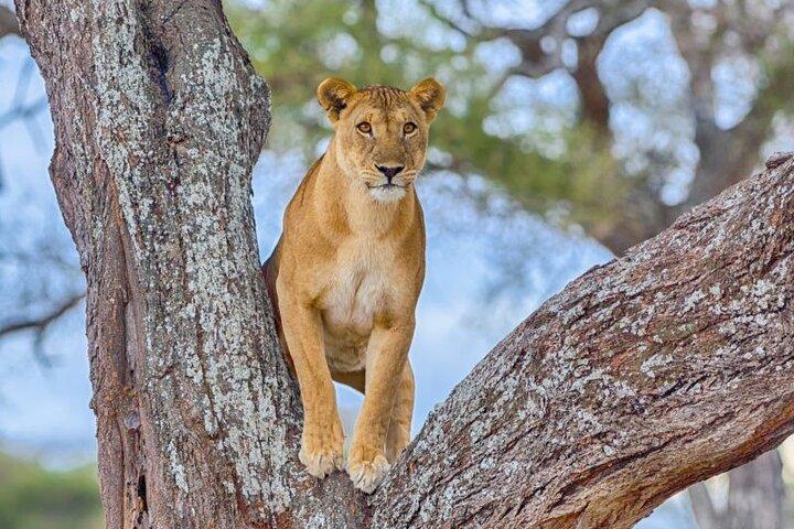 3 dages safari til Serengeti Nationalpark og Ngorongoro-krateret i Tanzania