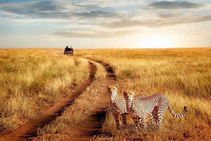 3 dages safari til Serengeti Nationalpark og Ngorongoro-krateret i Tanzania