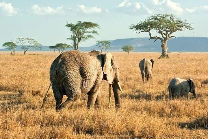 3 dages safari til Serengeti Nationalpark og Ngorongoro-krateret i Tanzania