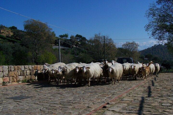 Eksklusiv 8-dages tur i Bucolic Sicilien