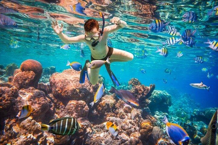 Escursione Snorkeling a Ras Mohammed e White Island