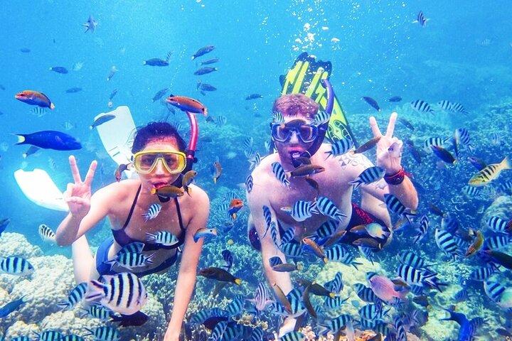 Escursione Snorkeling a Ras Mohammed e White Island