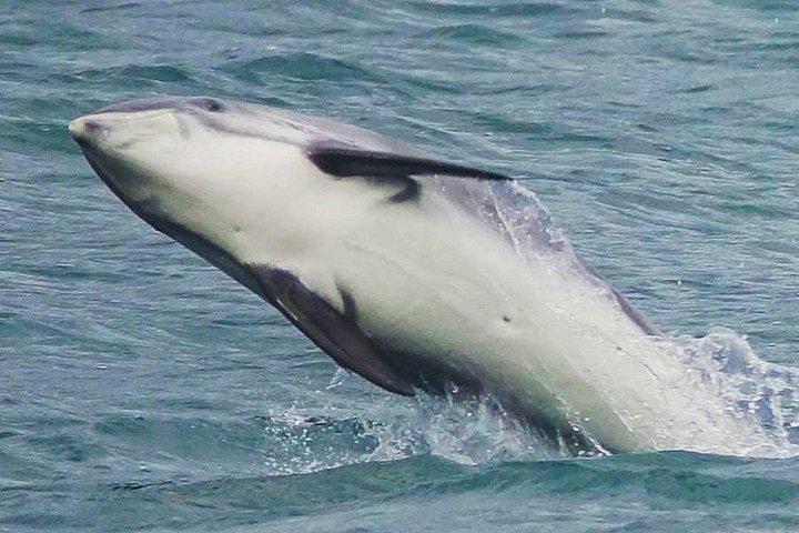 レイキャビクでのホエールウォッチングと海洋生物ツアー