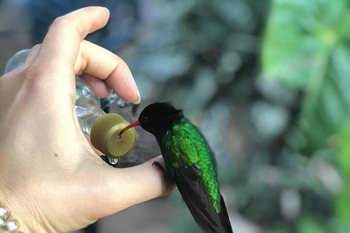 ロックランド鳥類保護区のバードウォッチングの楽園