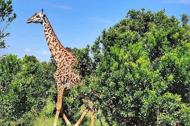 ダルエスサラーム/ザンジバルからの5日間のセルーとミクミ国立公園