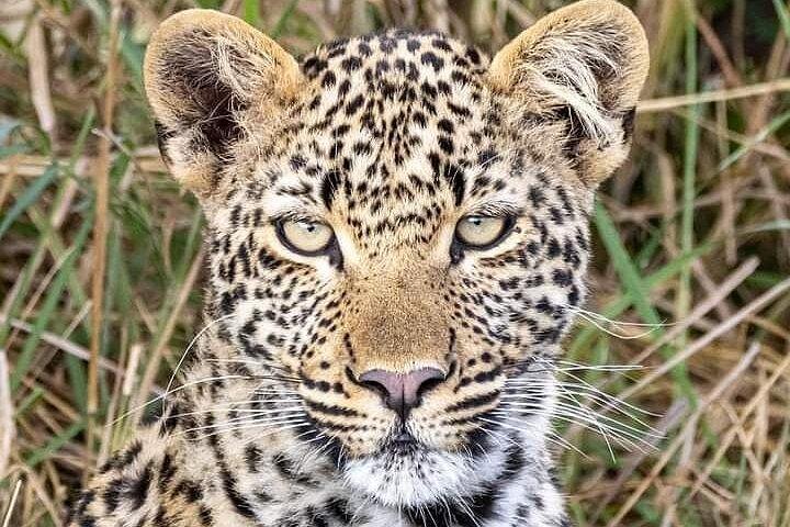 ダルエスサラーム/ザンジバルからの5日間のセルーとミクミ国立公園