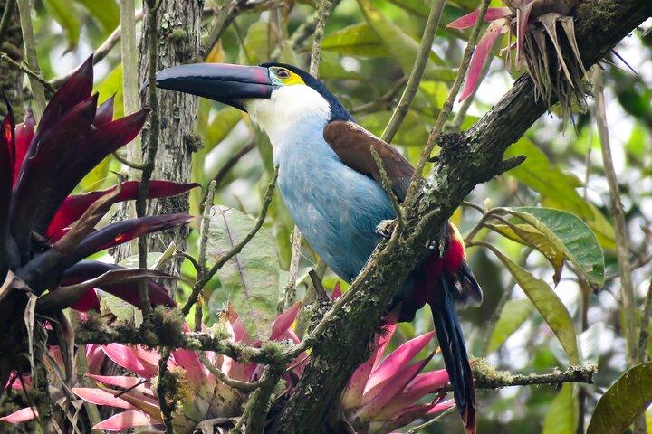 Cocora Valley : Birding & Senderismo con Desayuno & Almuerzo