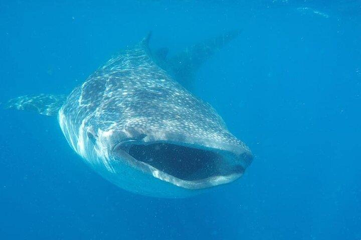 Whale Shark Adventure i Isla Mujeres og Cancun