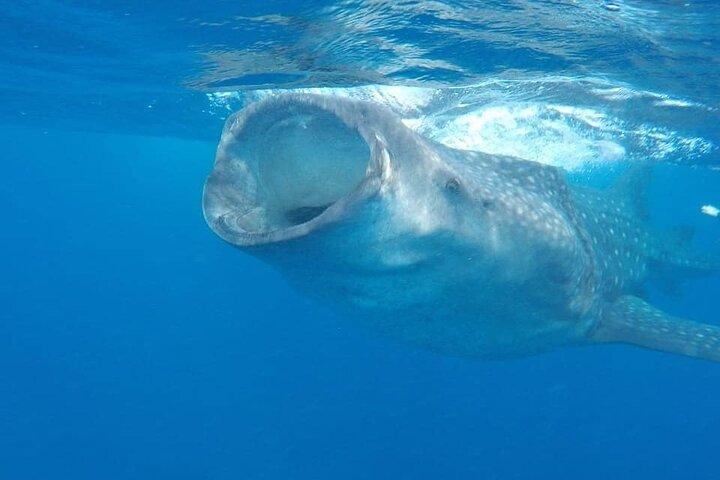 Whale Shark Adventure i Isla Mujeres og Cancun