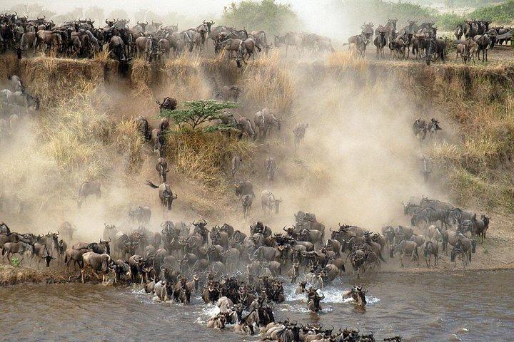 7 days safaris to see great migration
