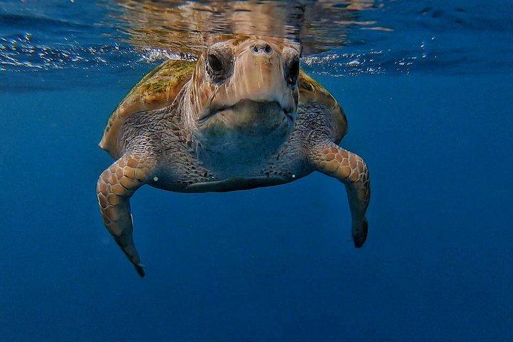 イルカとカメのプライベートツアーでカヤック