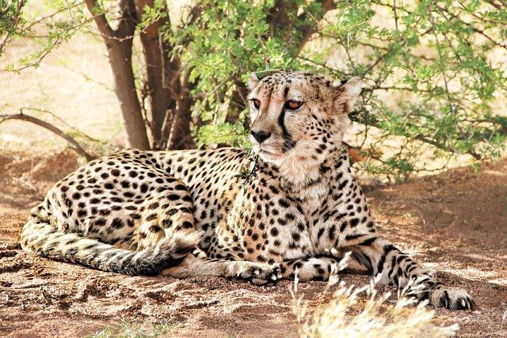 4-dagars safari till kratern Tarangire, Serengeti och Ngorongoro från Arusha