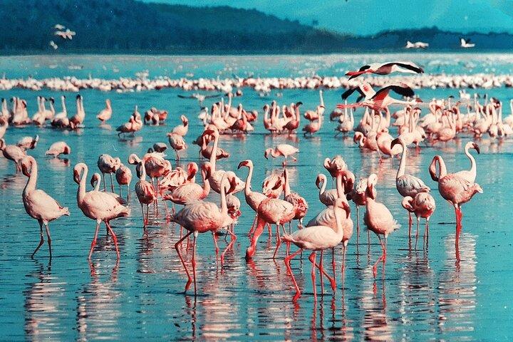 4-dagars safari till kratern Tarangire, Serengeti och Ngorongoro från Arusha