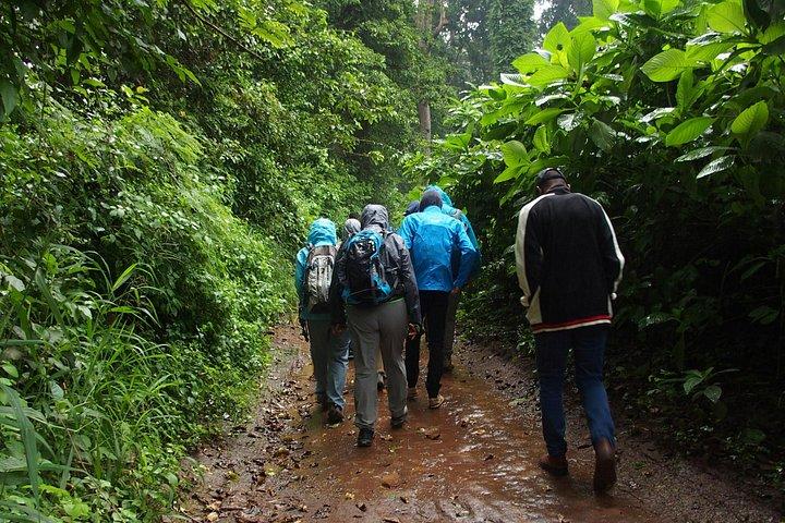 Rau Forest Nature Walk (Eine Reise - Ein Baum)