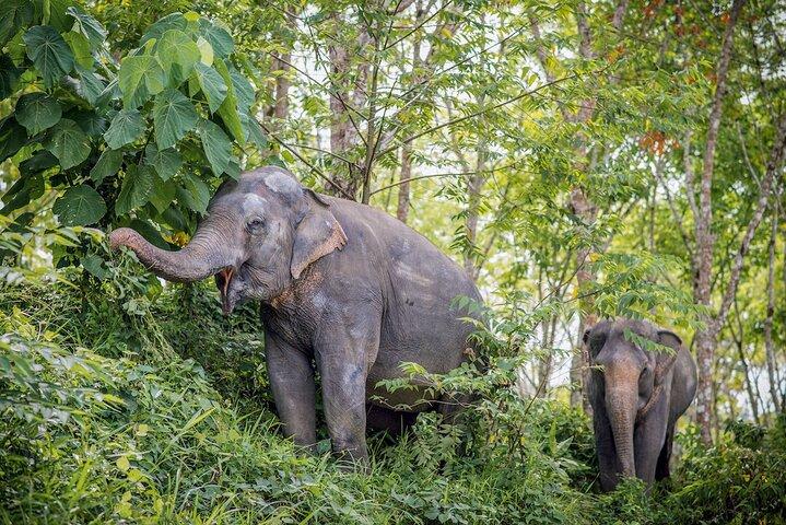 Phuket Elephant Sanctuary Canopy Walkway Tour