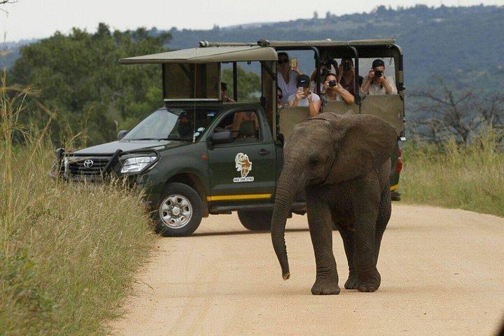 クルーガー国立公園の日の出 朝のプライベートサファリ