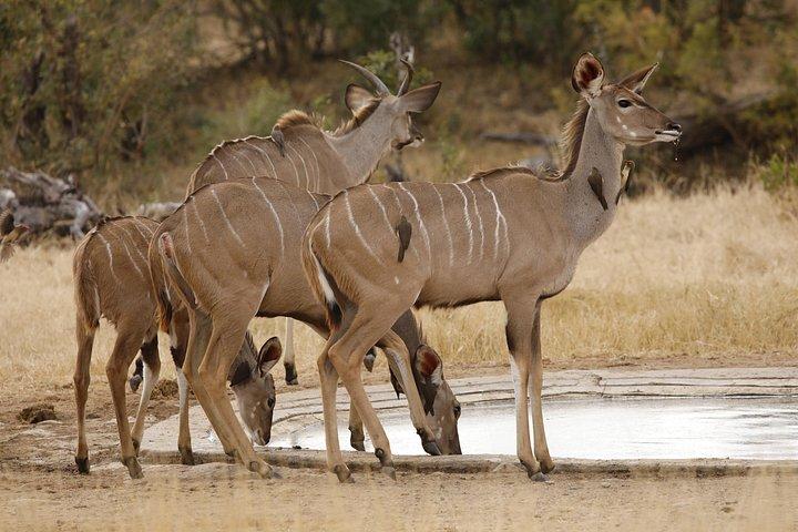 Kruger National Park Heldags privat safari