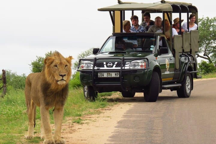 Kruger National Park Afternoon Private safari