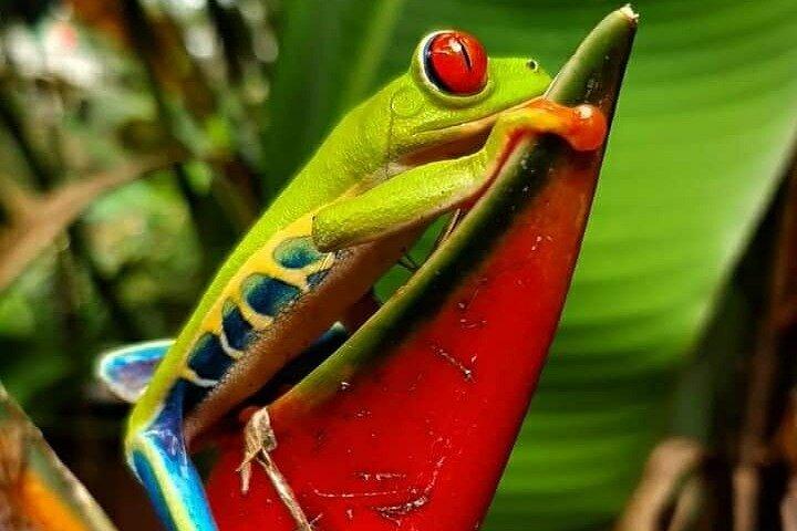 Frosch-Faultier-Wasserfall-Kaffee- und Schokoladentour