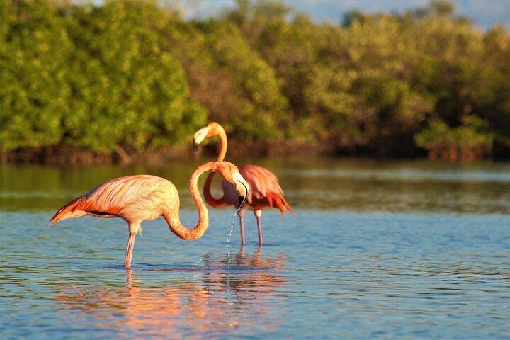 Holbox Mangrove Kayaking Tour