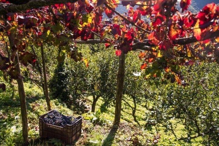 Wine tasting at the Apicella winery