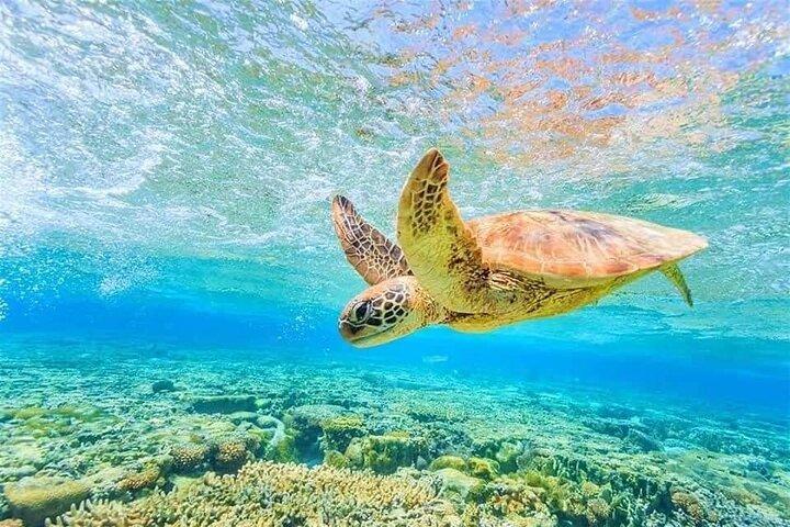 ハルガダから：ランチ付きのオレンジベイシュノーケリング旅行
