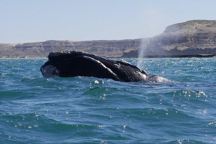 Kystudflugt Piramides havn og sejlads i Puerto Madryn