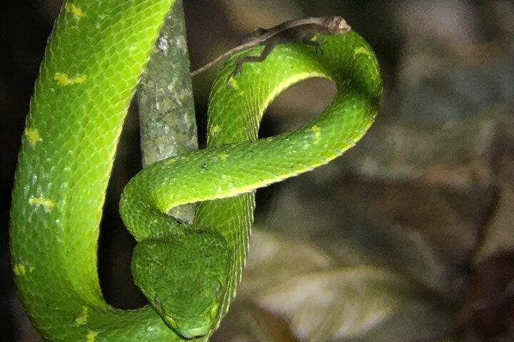 Experiencia de vida silvestre nocturna en Monteverde