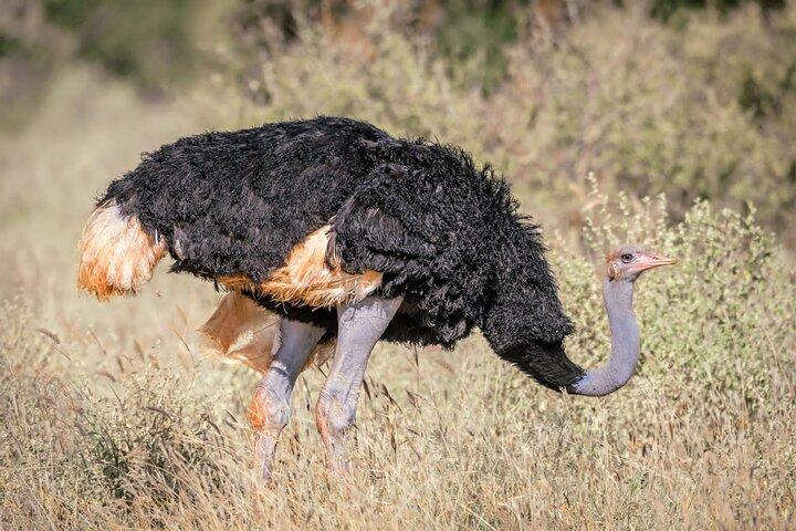 8 Tage Kenia Highlights Safari.
