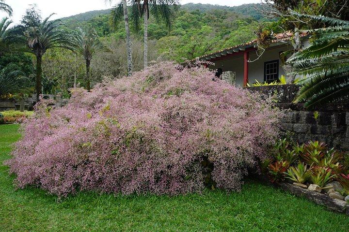 Landscape Experience in Rio: Inspired by Roberto Burle Marx